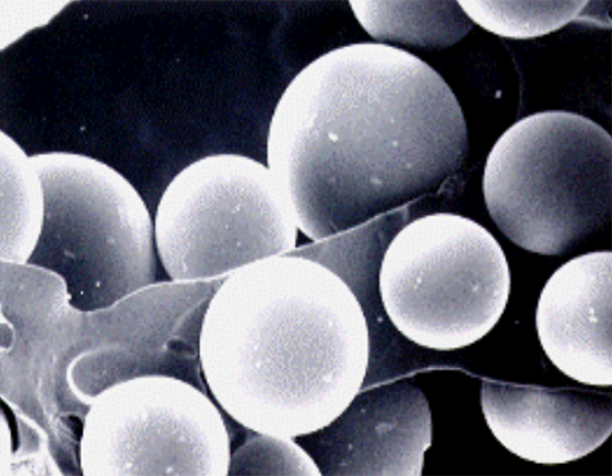 ギガソーブの顕微鏡図